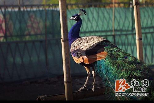 孔雀 视频在线观看,在线欣赏孔雀之美  第2张